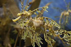 5 Cool Facts About Leafy Sea Dragons Spokane County Library District